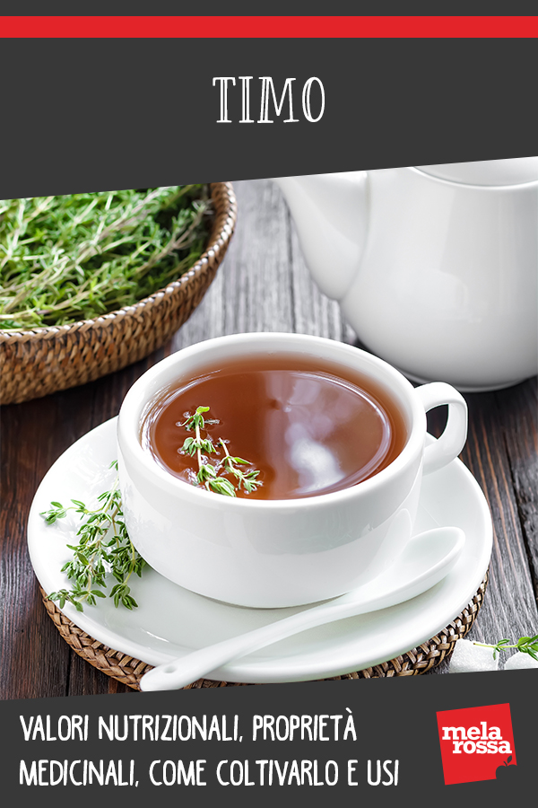 Timo: valori nutrizionali, proprietà medicinali e usi di questa pianta aromatica 15 Timo: cos'è, benefici, valori nutrizionali e usi in cosmetica e cucina