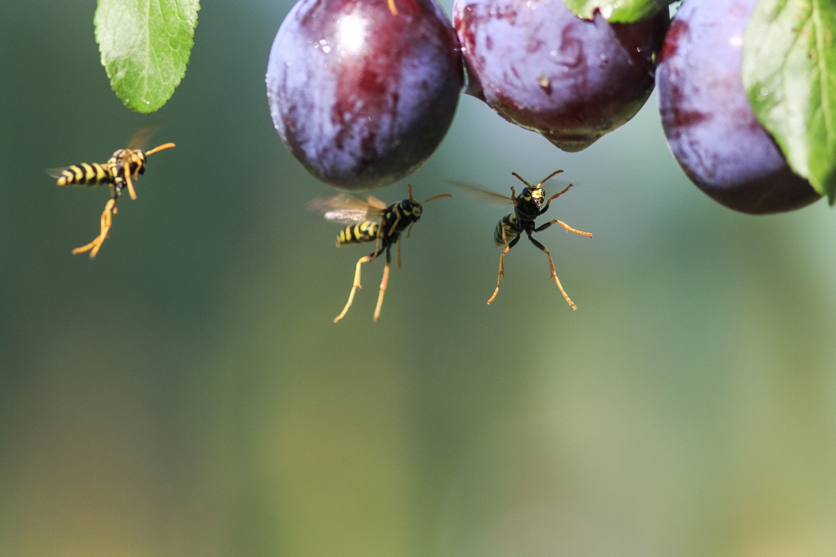 Punture di api, vespe e calabroni: attenzione alle reazioni allergiche 1 vespeecalabroni