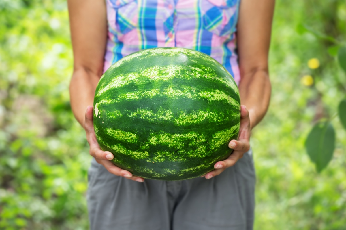 Anguria: calorie, proprietà e valori nutrizionali, benefici e idee per gustarla 11 anguria: botanica