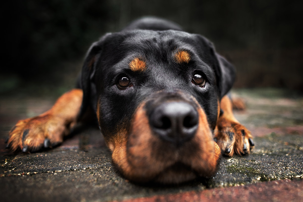 26 agosto, Giornata mondiale del cane: 8 motivi per festeggiarlo 1 cane 2