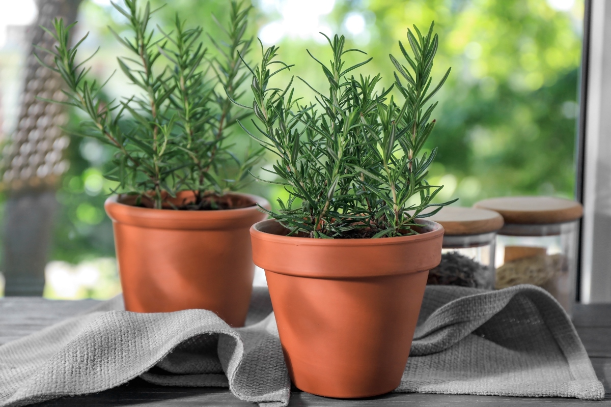Rosmarino: cos'è, botanica, proprietà terapeutiche, benefici e usi in cucina 2 come coltivare il rosmarino