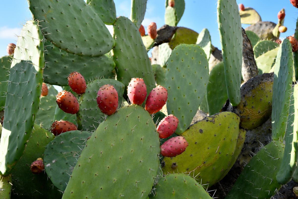 Fichi d'India: cosa sono, proprietà, valori nutrizionali e benefici 5 Fichi d'India: benefici e controindicazioni