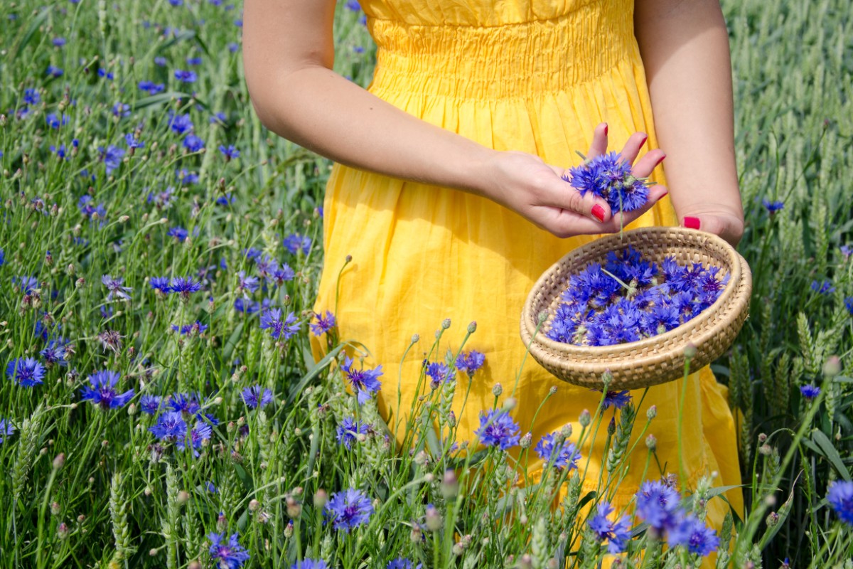 Fiordaliso: l’inconfondibile fiore blu tra proprietà, benefici, usi, ricette e magie 6 fiordaliso: botanica