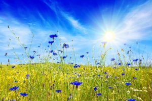 Fiordaliso: l&rsquo;inconfondibile fiore blu tra propriet&agrave;, benefici, usi, ricette e magie