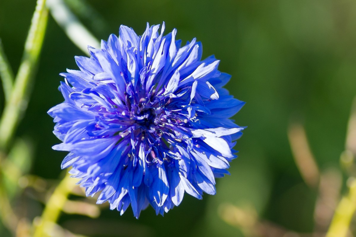 Fiordaliso: l’inconfondibile fiore blu tra proprietà, benefici, usi, ricette e magie 7 fiordaliso e magia