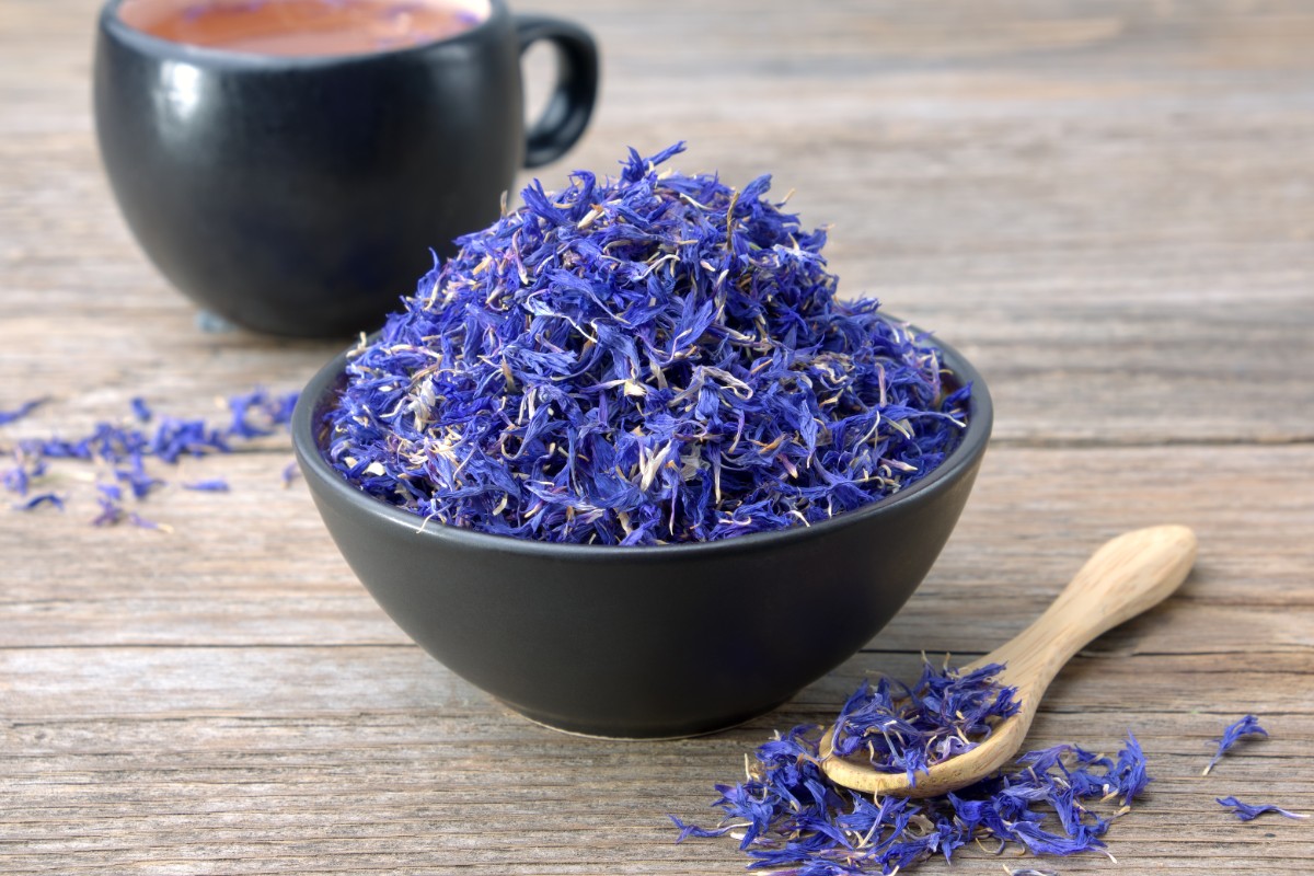 Fiordaliso: l’inconfondibile fiore blu tra proprietà, benefici, usi, ricette e magie 2 fiordaliso>: valori nutrizionali