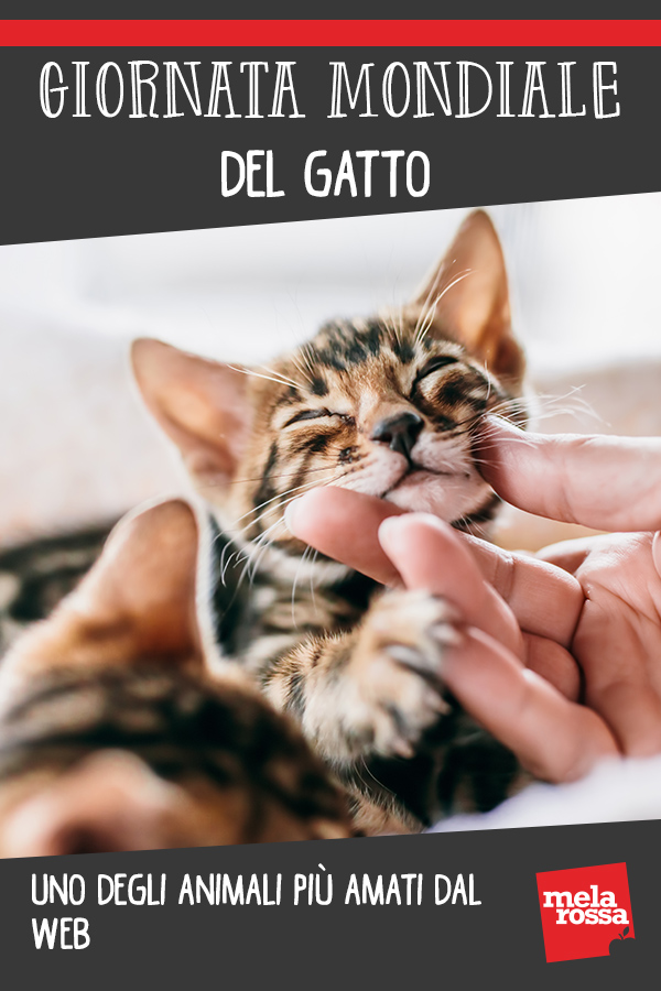 Giornata mondiale del gatto: uno degli animali più amati dal web 2 giornata mondiale gatto