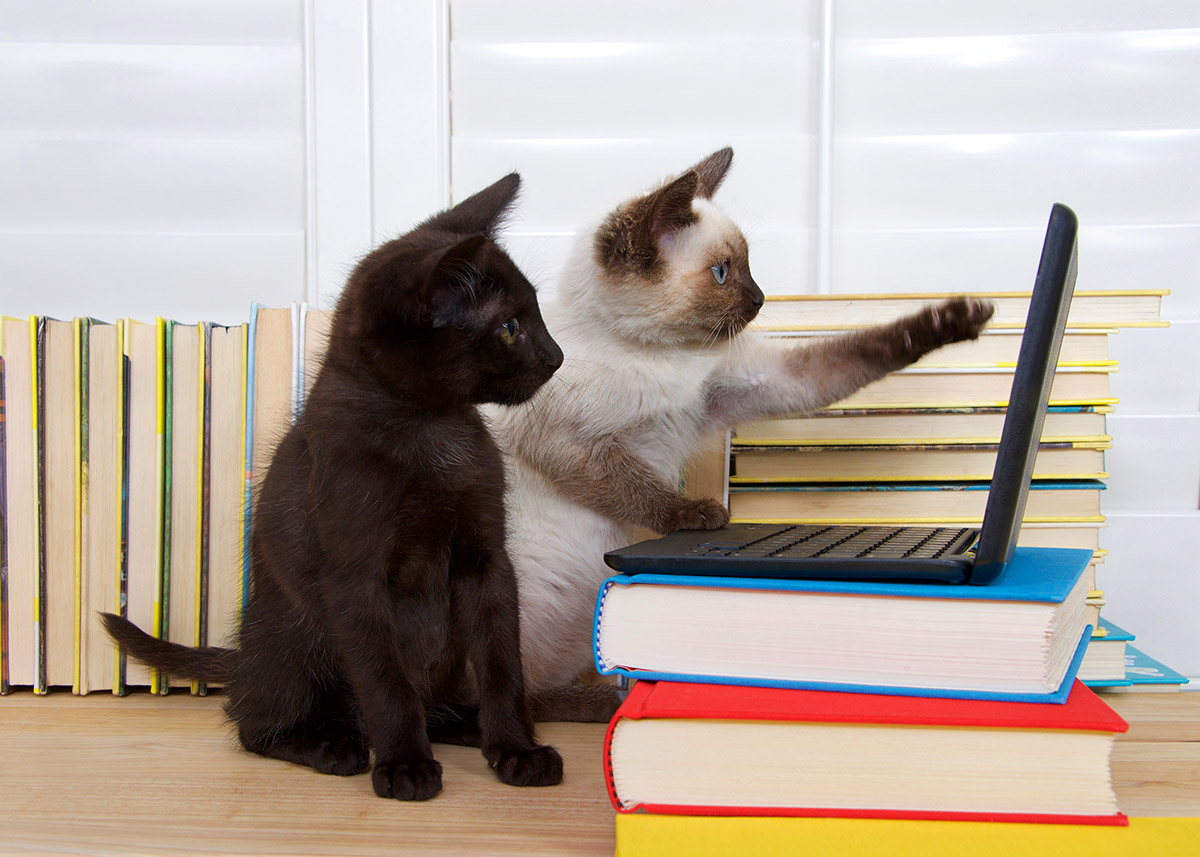 Giornata mondiale del gatto: uno degli animali più amati dal web 1 giornata del gatto