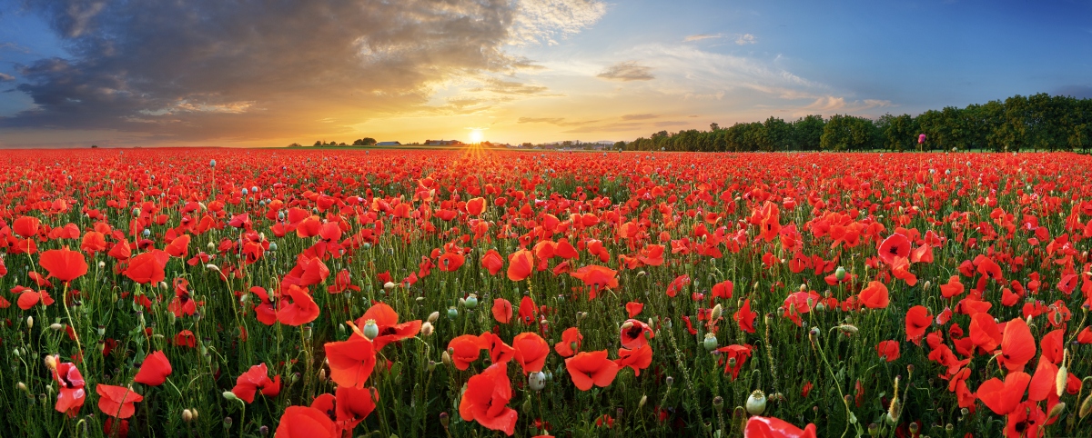Papavero: il fiore di Monet tra proprietà, benefici, usi medicinali e usi in cucina 12 papavero: botanica