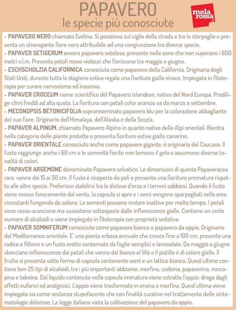 Papavero: il fiore di Monet tra proprietà, benefici, usi medicinali e usi in cucina 13 papavero specie