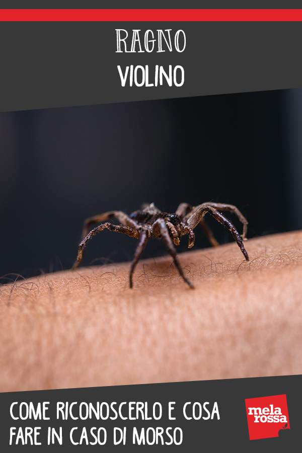 Ragno violino: come riconoscerlo e cosa fare in caso di morso 2 ragno violino 1 1