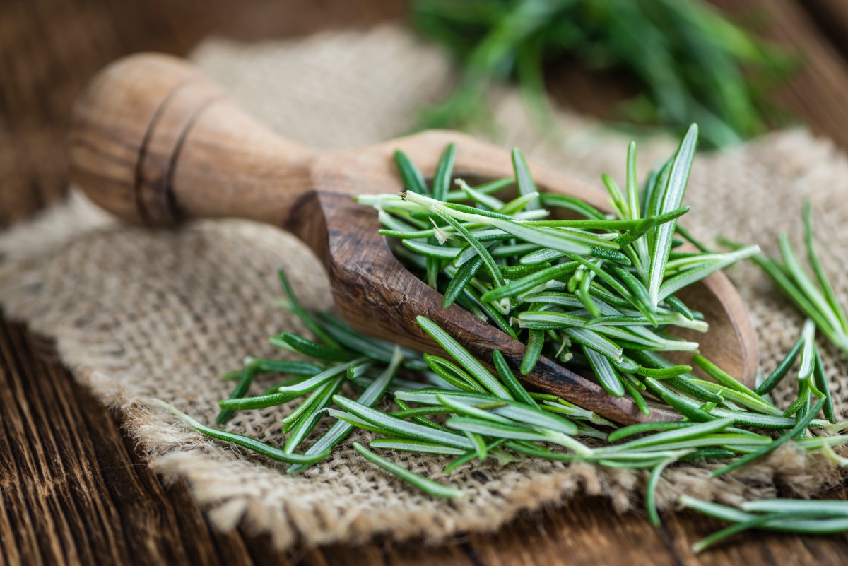 Rosmarino: cos'è, botanica, proprietà terapeutiche, benefici e usi in cucina 7 effetti collaterali del rosmarino