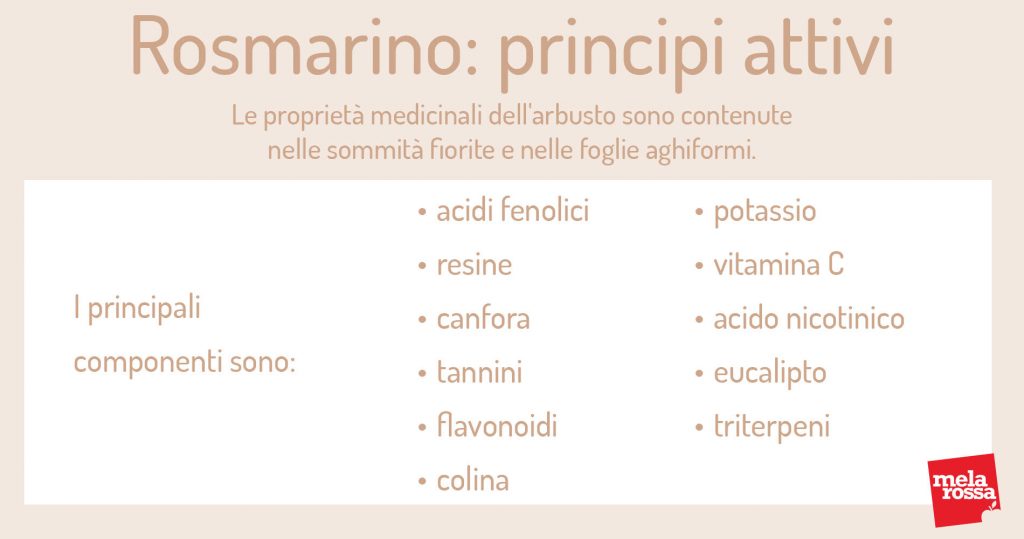 Rosmarino: cos'è, botanica, proprietà terapeutiche, benefici e usi in cucina 3 rosmarino: principi attivi