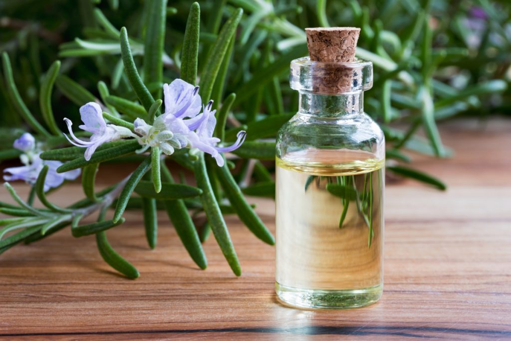Rosmarino: cos'è, botanica, proprietà terapeutiche, benefici e usi in cucina 5 rosmarino: proprietà terapeutiche