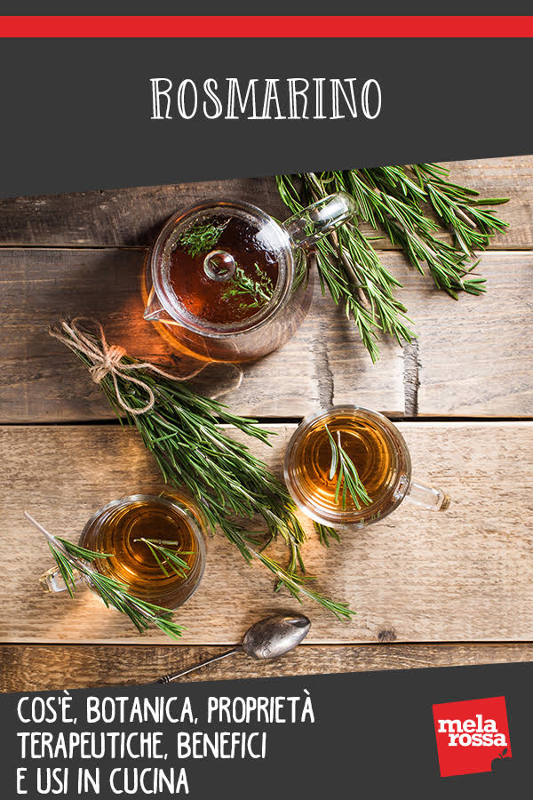 Rosmarino: cos'è, botanica, proprietà terapeutiche, benefici e usi in cucina 18 rosmarino: benefici