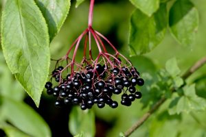 Sambuco: propriet&agrave; e usi della pianta e dei fiori