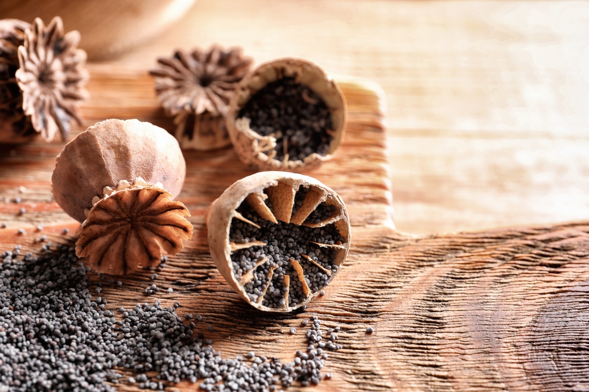 Papavero: il fiore di Monet tra proprietà, benefici, usi medicinali e usi in cucina 8 semi di papavero: guida all'acquisto