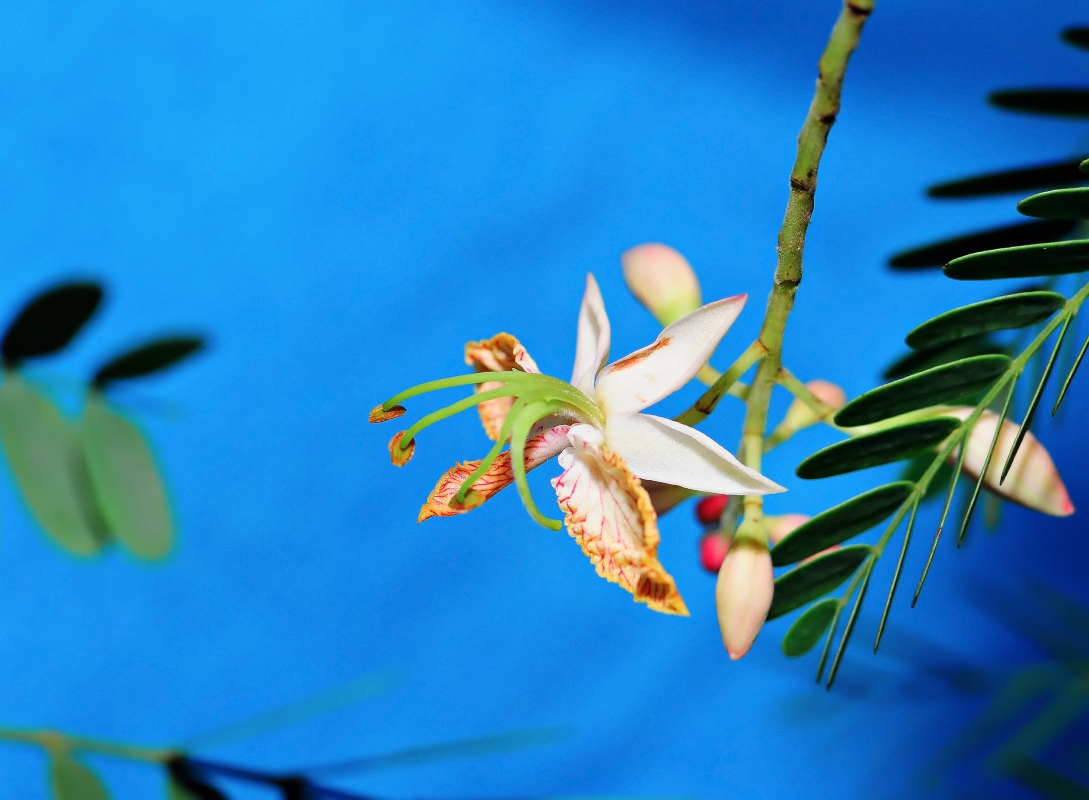 Tamarindo: cos'è, valori nutrizionali, benefici e come consumarlo 7 tamarindo: botanica