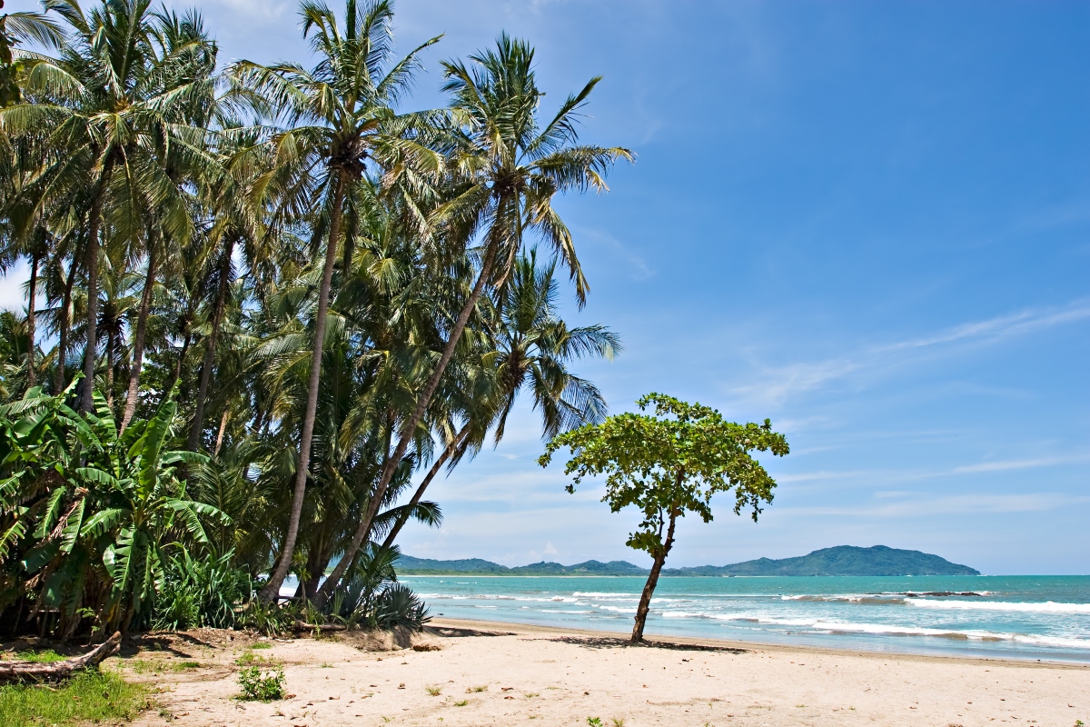Tamarindo: cos'è, valori nutrizionali, benefici e come consumarlo 8 tamarindo: storia