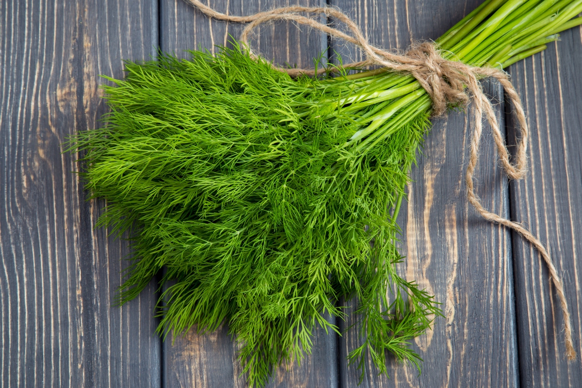 Aneto: cos’è, benefici per la salute, valori nutrizionali e ricette 4 aneto: benefici