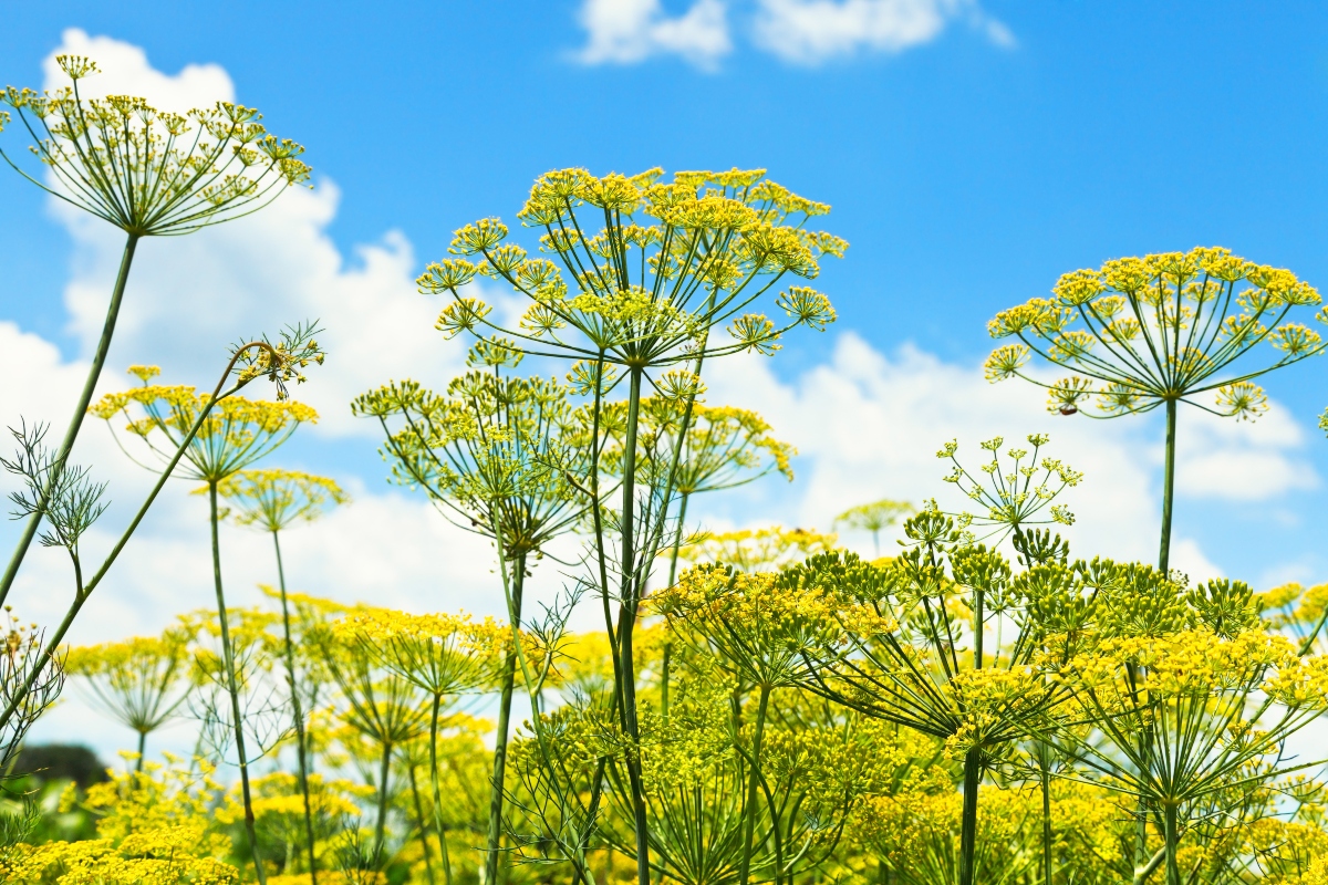 Aneto: cos’è, benefici per la salute, valori nutrizionali e ricette 13 aneto: botanica