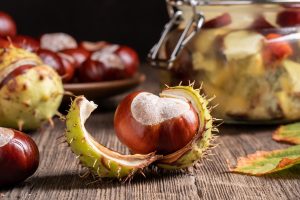 Ippocastano: propriet&agrave;, benefici, usi e botanica