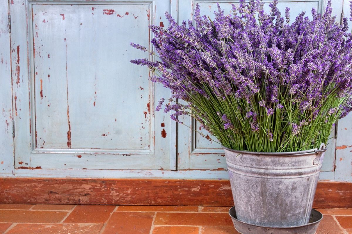 Lavanda: proprietà, benefici e usi 2 lavanda