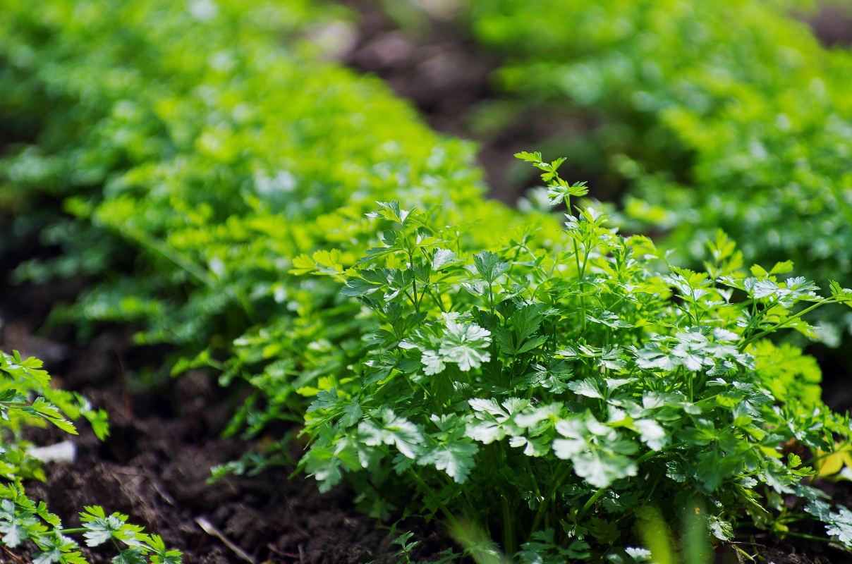 Prezzemolo: il re delle erbe aromatiche tra proprietà, benefici, controindicazioni e ricette 9 prezzemolo: botanica