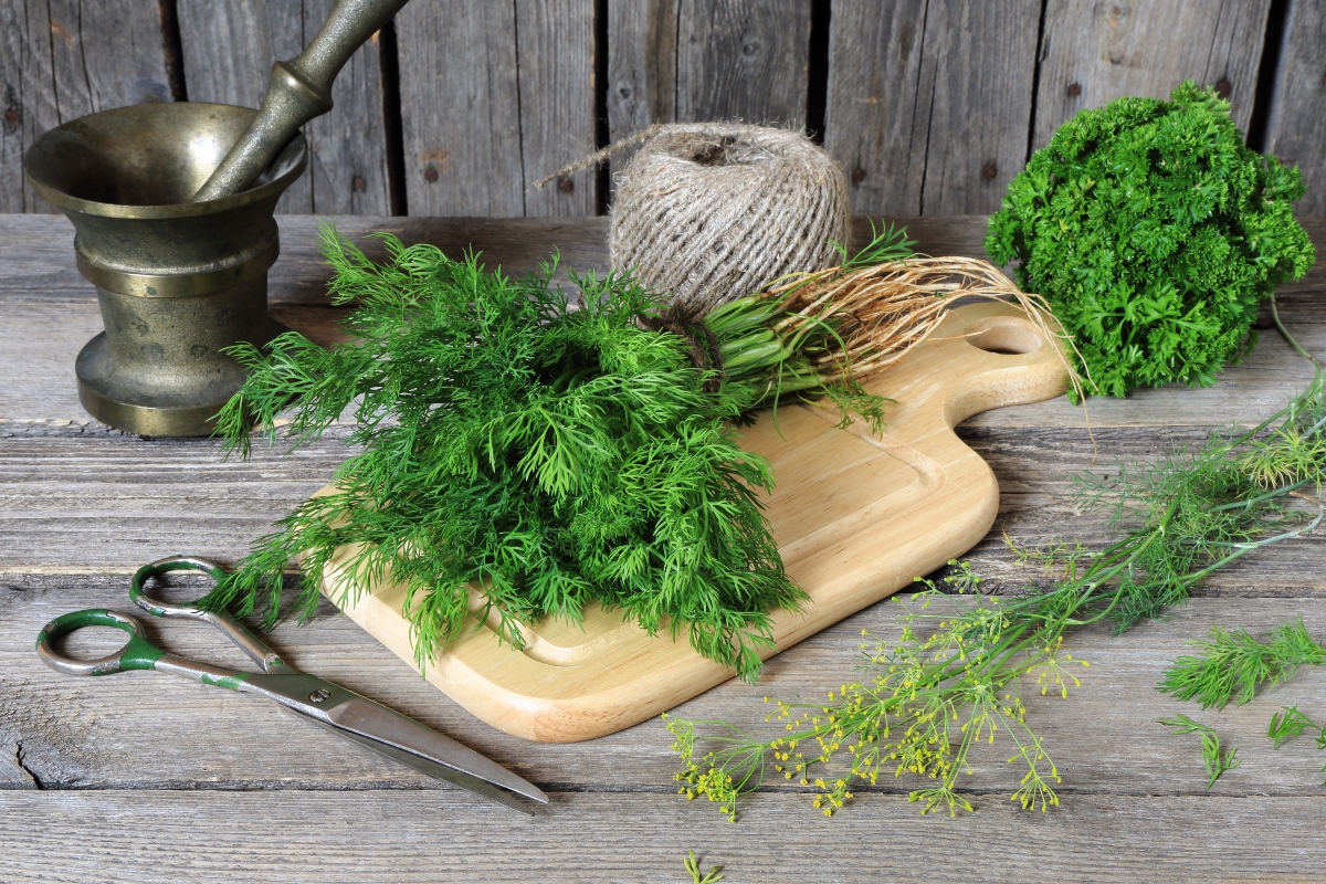 Aneto: cos’è, benefici per la salute, valori nutrizionali e ricette 5 usi dell'aneto