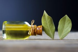 Alloro: coltivazione, propriet&agrave;, benefici, trattamenti, controindicazioni ed usi in cucina