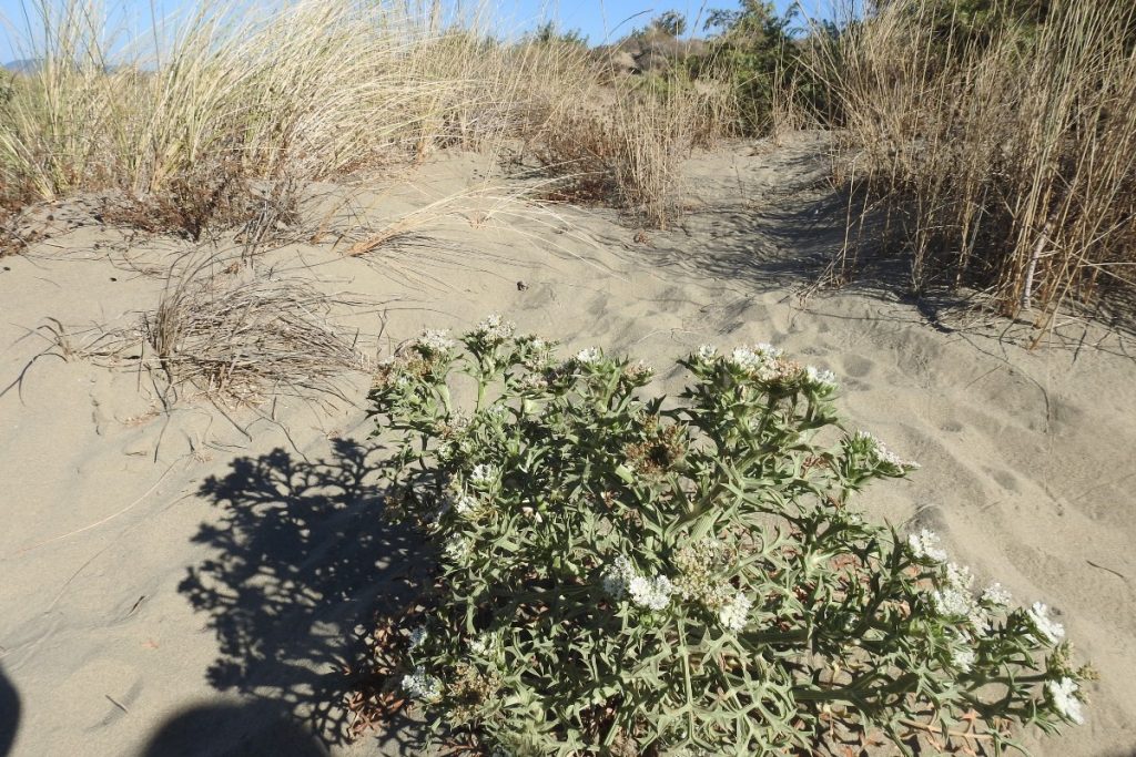 Alla scoperta dell'Oasi San Felice in Maremma: un luogo magico 1 cisto oasi san gelice