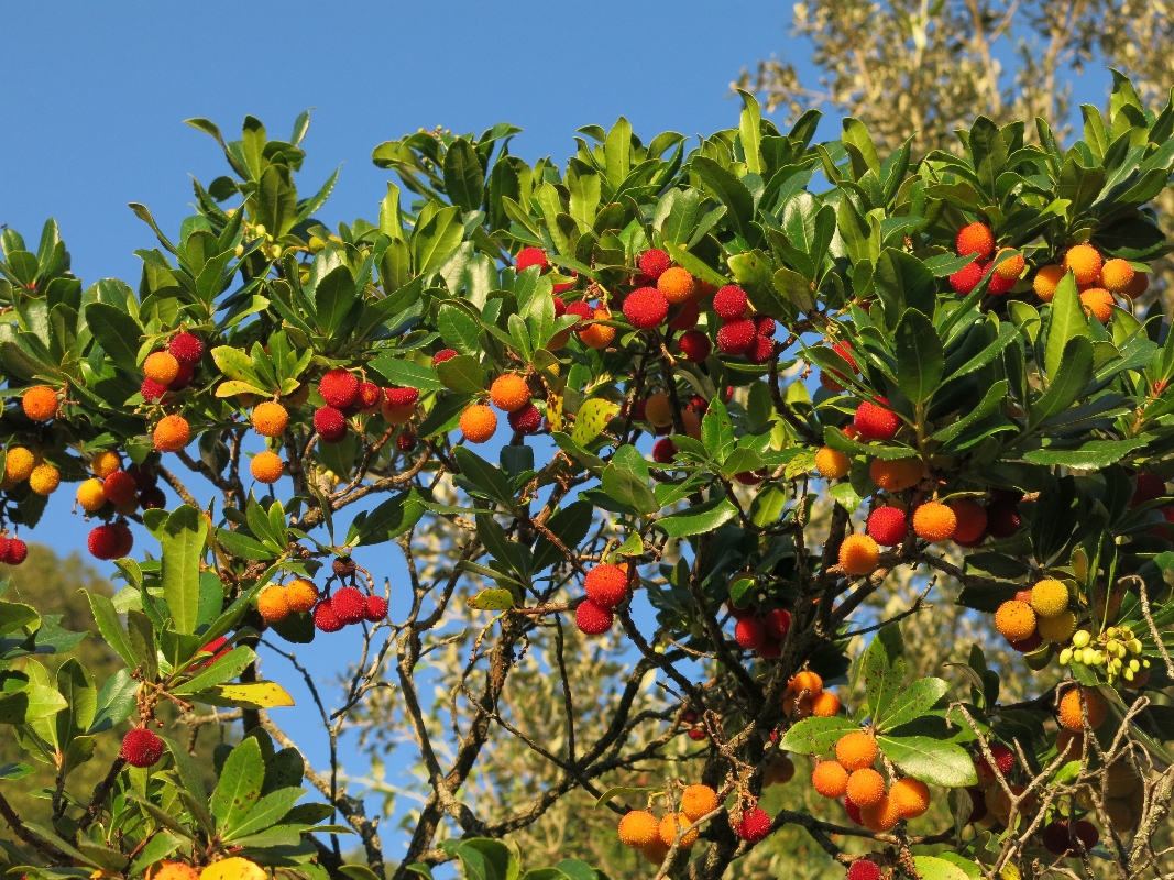 Corbezzolo: cos’è, proprietà, benefici, usi di questo frutto ricco di vitamina C 5 corbezzolo: botanica