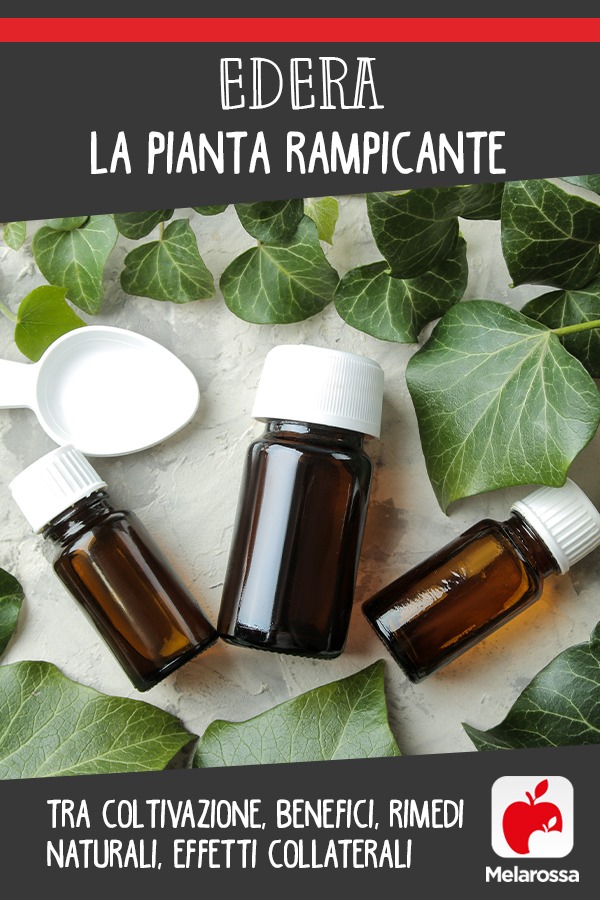 Edera: la pianta rampicante tra coltivazione, benefici, rimedi naturali, effetti collaterali 9 Edera: coltivazione, rimedi naturali, benefici, usi