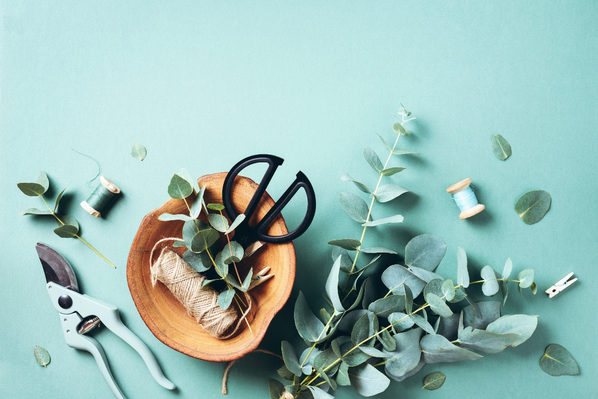 Eucalipto: botanica, coltivazione, proprietà terapeutiche, benefici, usi e controindicazioni 7 eucalipto: coltivazione