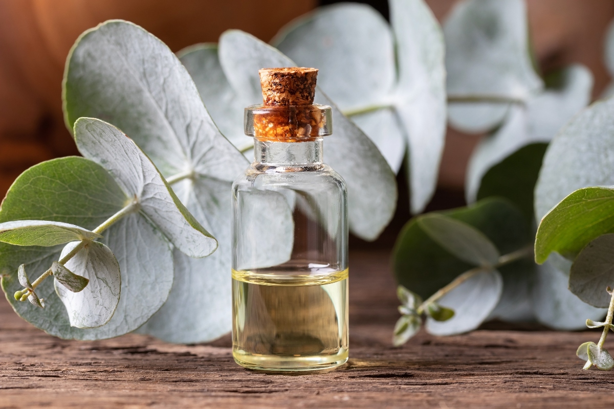 Eucalipto: botanica, coltivazione, proprietà terapeutiche, benefici, usi e controindicazioni 4 eucalipto: guida all'acquisto