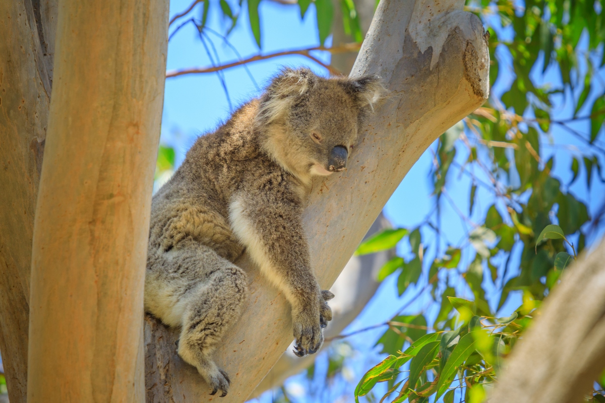 Eucalipto: botanica, coltivazione, proprietà terapeutiche, benefici, usi e controindicazioni 8 eucalipto e Koala