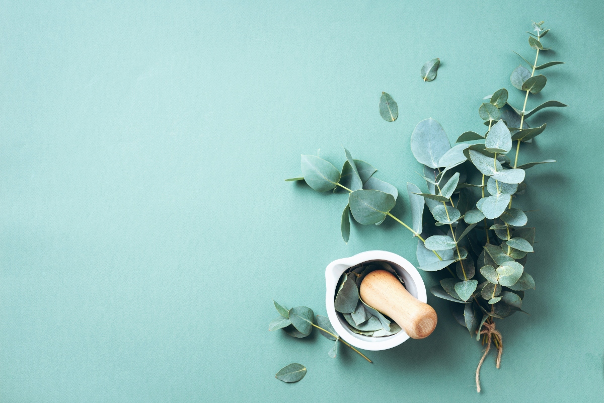 Eucalipto: botanica, coltivazione, proprietà terapeutiche, benefici, usi e controindicazioni 6 eucalipto: usi in bellezza