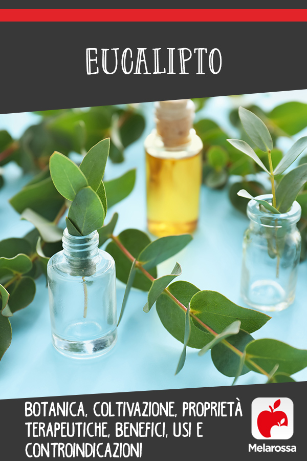 Eucalipto: botanica, coltivazione, proprietà terapeutiche, benefici, usi e controindicazioni 9 eucalipto: cos'è, coltivazione, proprietà, benefici e usi