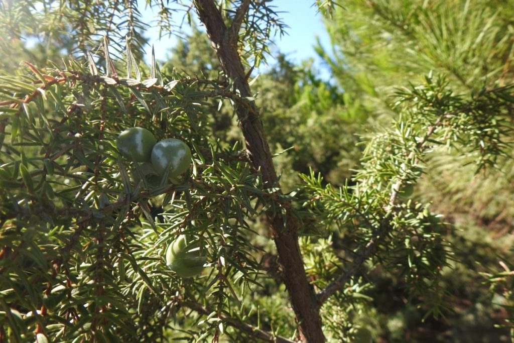 Alla scoperta dell'Oasi San Felice in Maremma: un luogo magico 3 ginepro con bacche