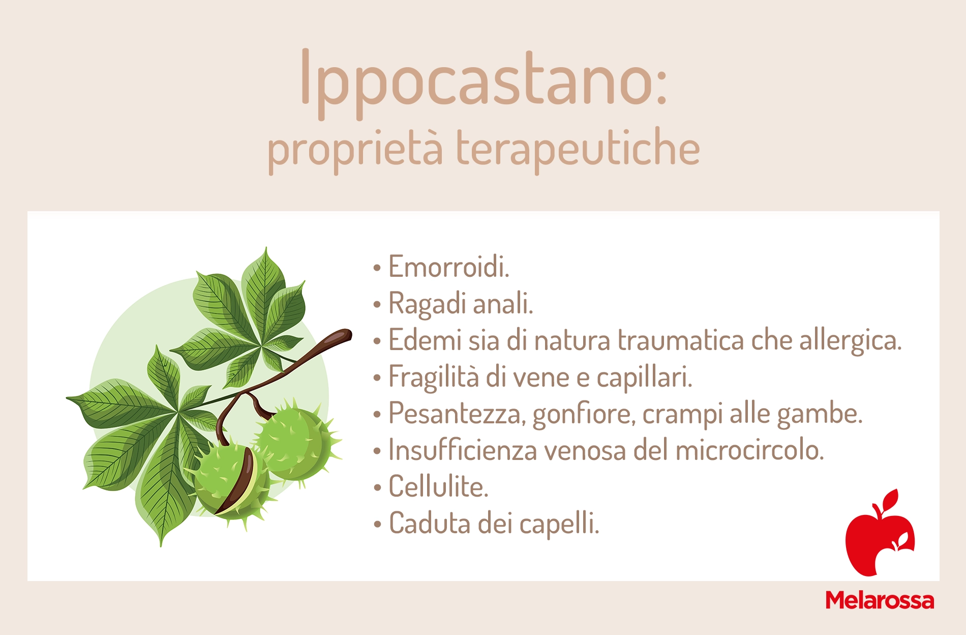 Ippocastano: proprietà, benefici, usi e botanica 1 una grafica sulle proprietà dell'ippocastano