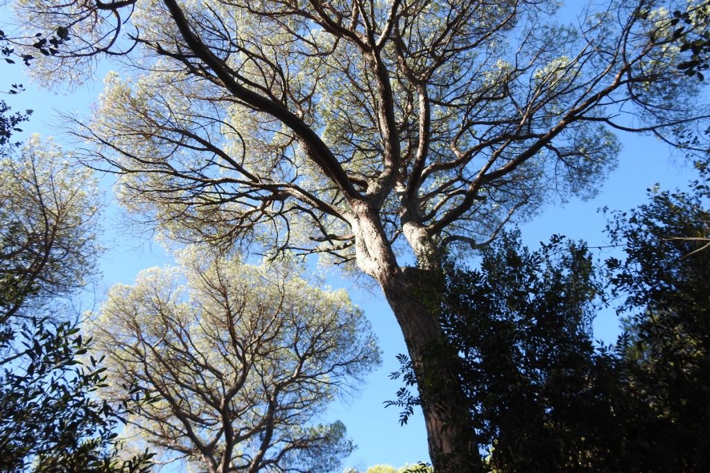 Alla scoperta dell'Oasi San Felice in Maremma: un luogo magico 7 pini domestici 1