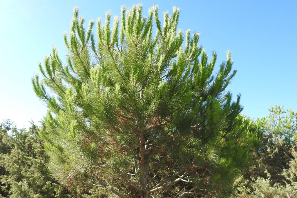 Alla scoperta dell'Oasi San Felice in Maremma: un luogo magico 8 pino marittimo