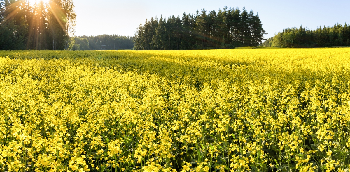 Senape: cos'è, proprietà nutrizionali, benefici per la salute, controindicazioni e usi in cucina 11 senape: botanica