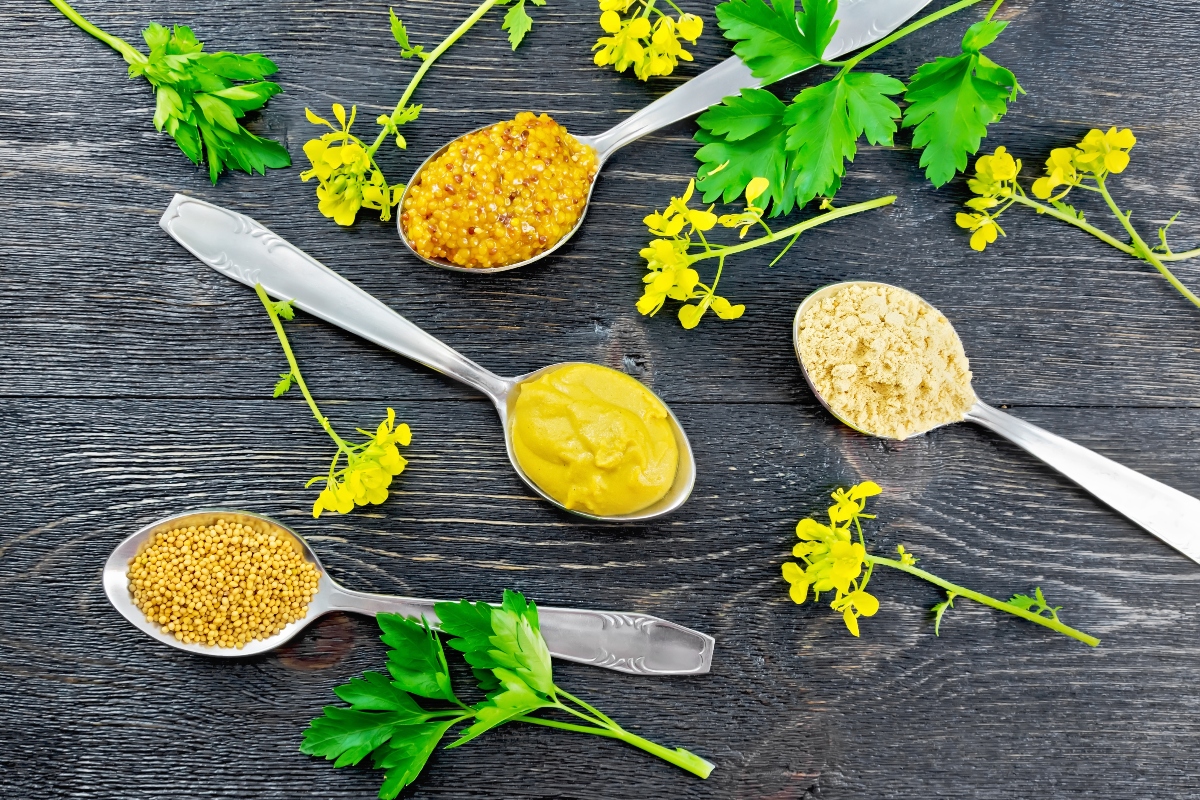 Senape: cos'è, proprietà nutrizionali, benefici per la salute, controindicazioni e usi in cucina 12 senape storia