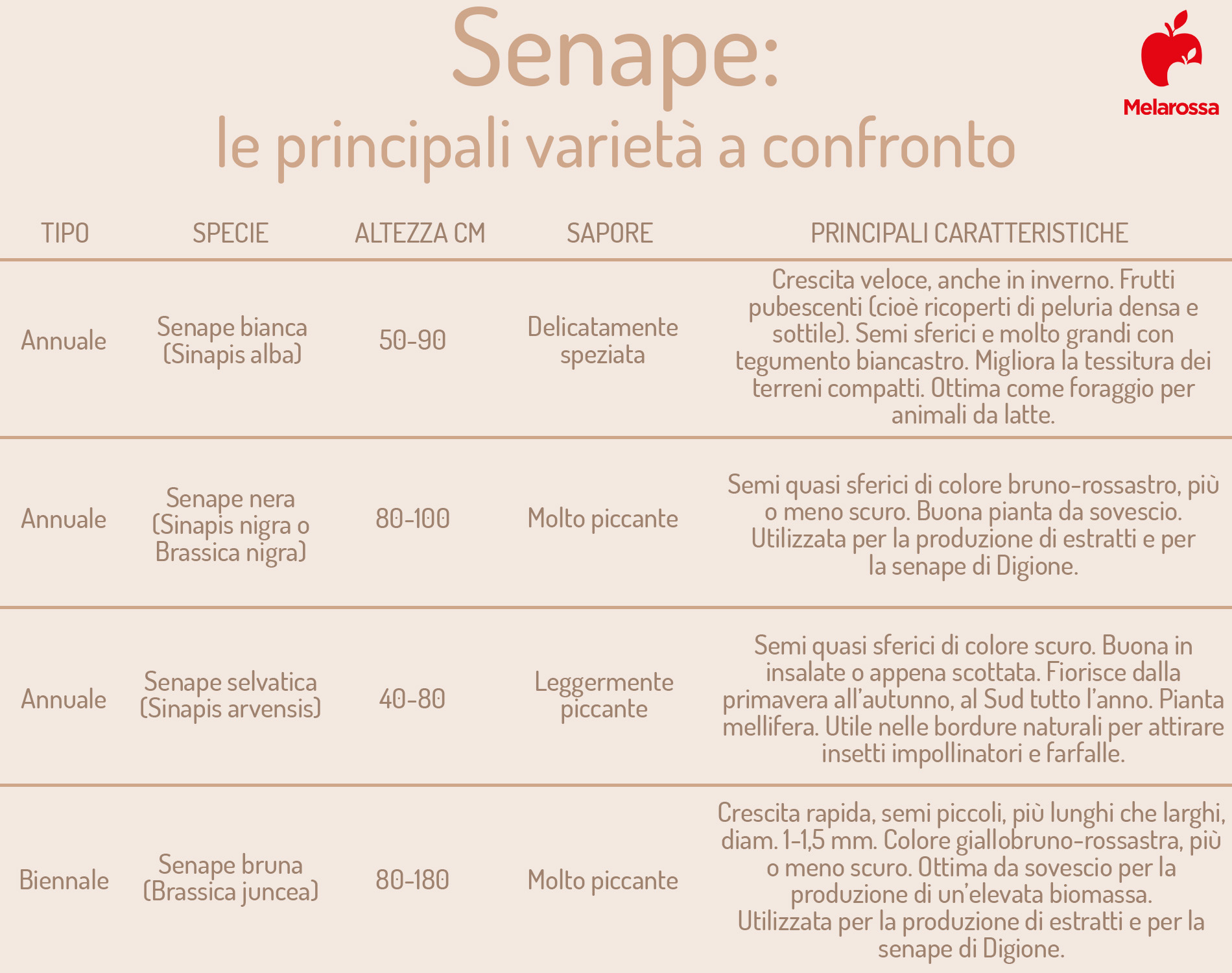 Senape: cos'è, proprietà nutrizionali, benefici per la salute, controindicazioni e usi in cucina 10 Senape : principali varietà a confronto
