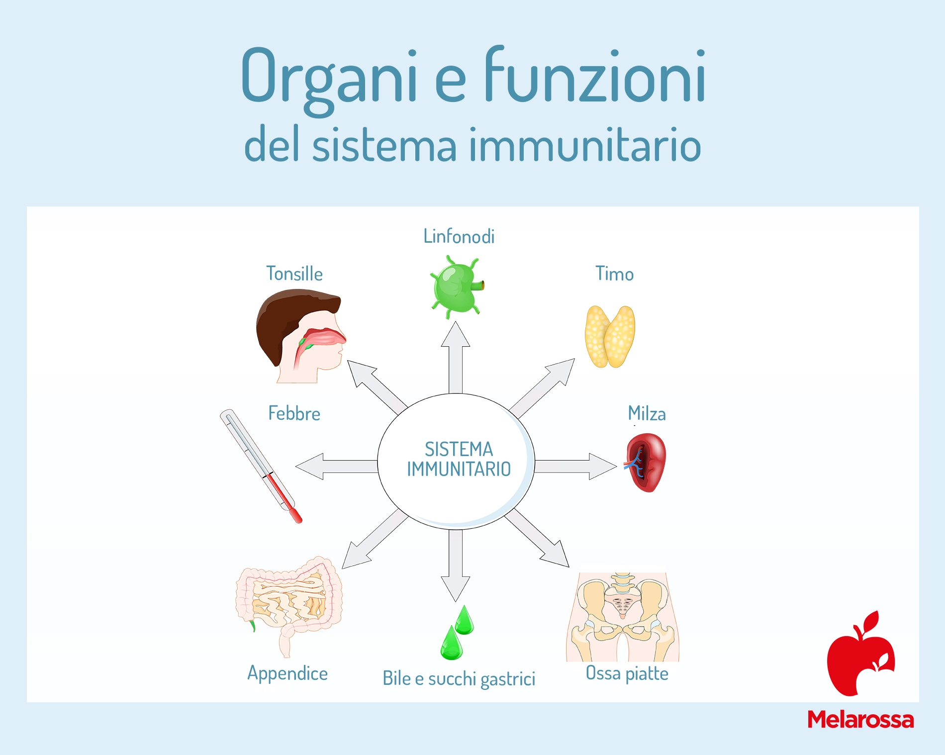 Sistema immunitario: cos'è, come funziona e come rinforzarlo 1 sistema immunitario: organi e funzioni