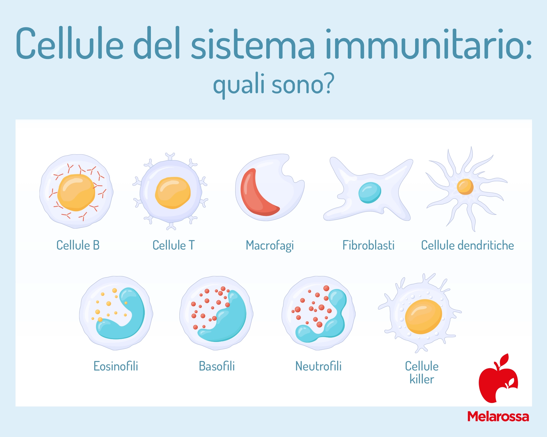 Sistema immunitario: cos'è, come funziona e come rinforzarlo 3 cellule del sistema immunitario
