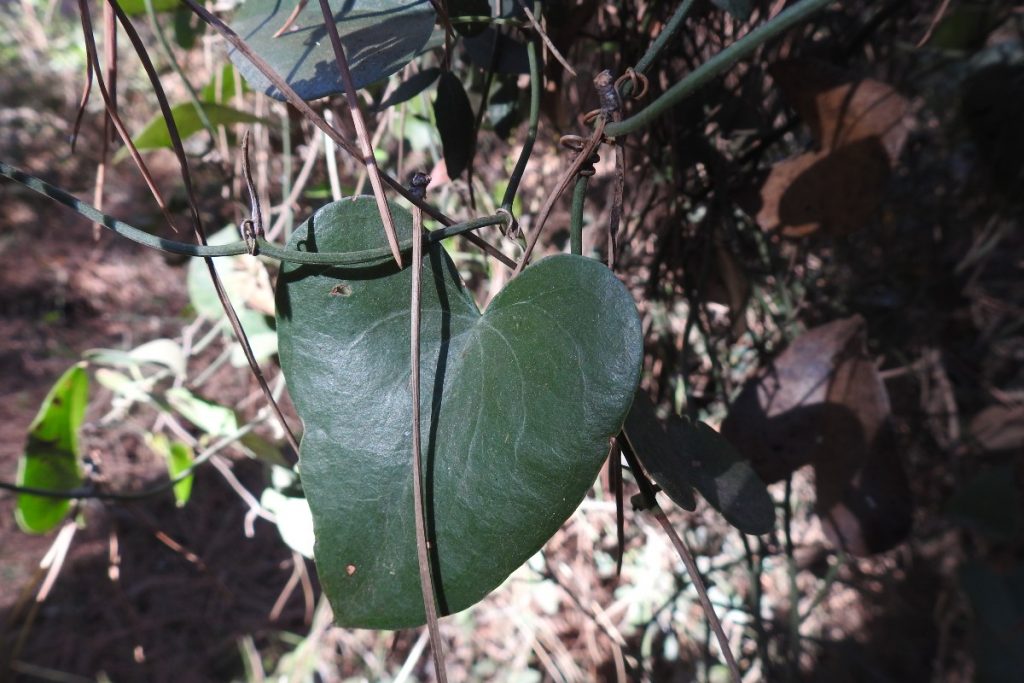Alla scoperta dell'Oasi San Felice in Maremma: un luogo magico 10 stracciabraghe