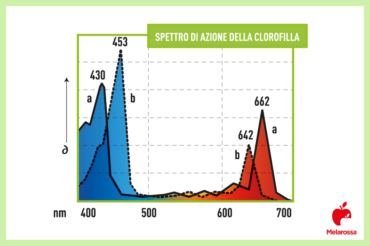 Clorofilla: cos’è, a cosa serve, proprietà, benefici e fonti alimentari 3 clorofilla: struttura molecolare