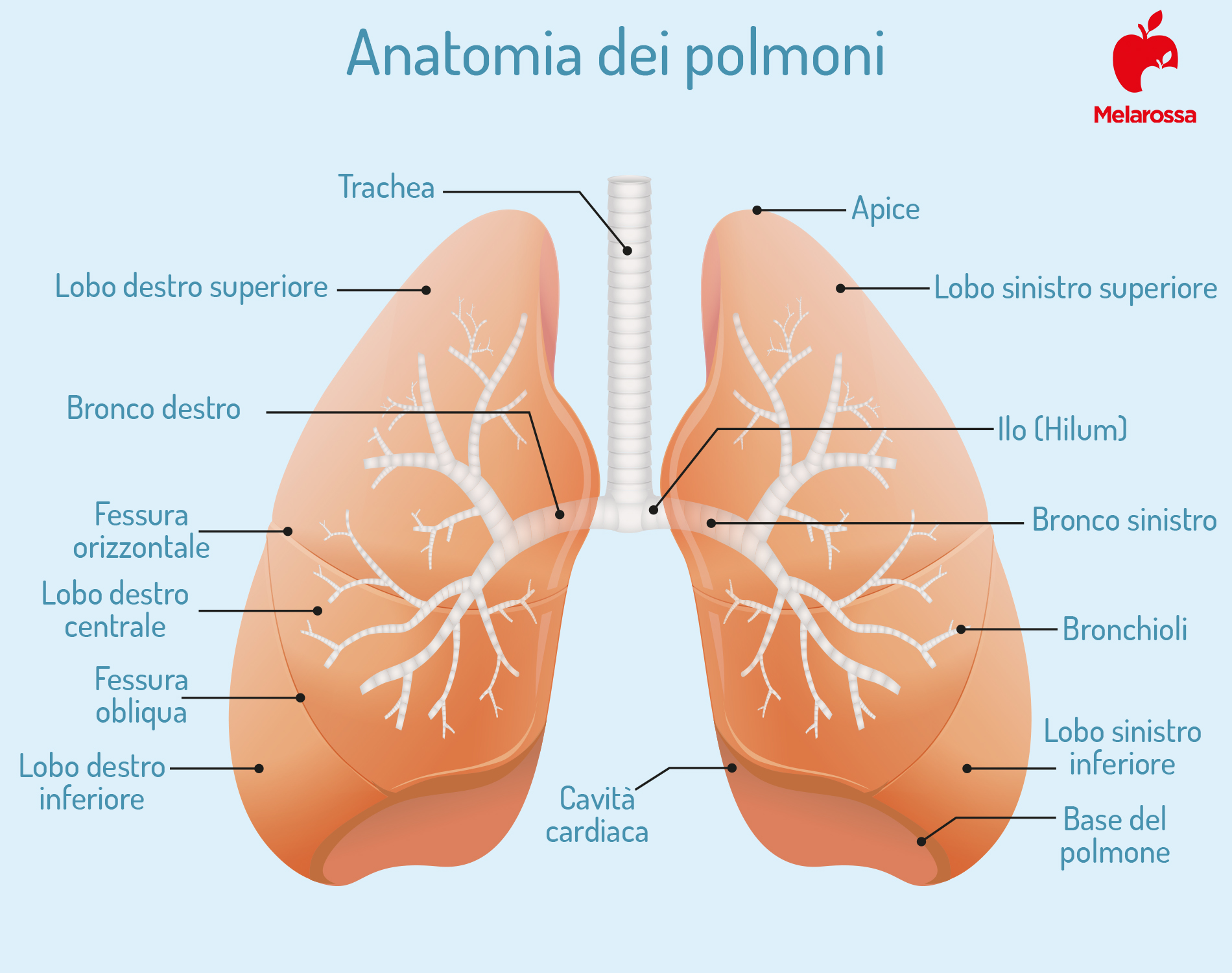 Fibrosi polmonare: cos'è, chi colpisce, cause, sintomi, cure, complicazioni e prevenzione 4 fibrosi polmonare: anatomia dei polmoni